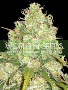 World of Seeds Afghan Kush x Yumbolt - 3 feminisierte Samen