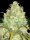 World of Seeds Afghan Kush x Yumbolt - 3 feminisierte Samen