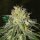 World of Seeds Amnesia  - 3 feminisierte Samen