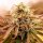 World of Seeds Appalachian Kush Early Version  - 3 feminisierte Samen