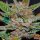 World of Seeds Bubba Haze Regular - 10 reguläre Samen