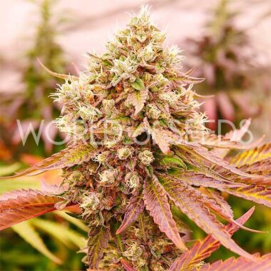 World of Seeds Burger Kush - 3 feminisierte Samen