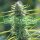 World of Seeds Colombian Gold - 3 feminisierte Samen