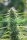 World of Seeds Colombian Gold - 3 feminisierte Samen