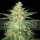 World of Seeds Colombian Gold Ryder - 3 feminisierte Samen