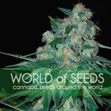 World of Seeds Ketama  - 10 reguläre Samen