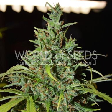World of Seeds Neville Haze Ryder - 3 feminisierte Samen