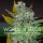 World of Seeds Space - 3 feminisierte Samen