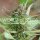 World of Seeds Strawberry Blue - 3 feminisierte Samen