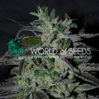 World of Seeds Strawberry Blue Early Version - 3 feminisierte Samen