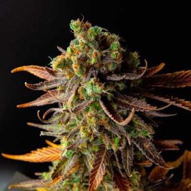 World of Seeds Wild Thailand - 3 feminisierte Samen