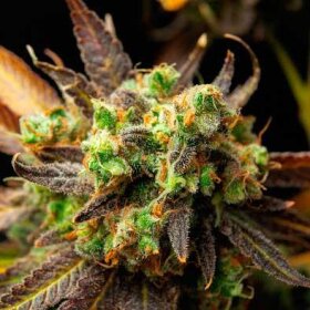 World of Seeds Wild Thailand - 3 feminisierte Samen