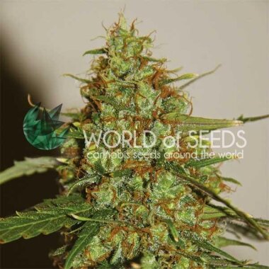 World of Seeds Wild Thailand Ryder - 3 feminisierte Samen