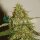 World of Seeds Wild Thailand Ryder - 3 feminisierte Samen