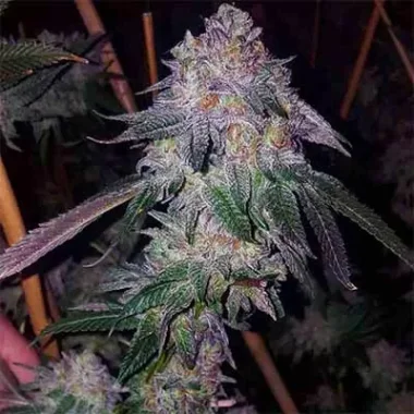 Tramuntana Seeds Cherry Cookies Mints - 3 feminisierte Samen