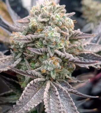 Tramuntana Seeds Cherry Mints - 3 feminisierte Samen