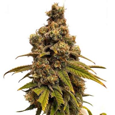 Tramuntana Seeds Slushy  - 3 feminisierte Samen