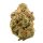 Tramuntana Seeds Slushy  - 3 feminisierte Samen
