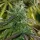 Spliff Seeds Fast Bud - 5 feminisierte Samen