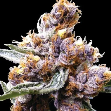 Spliff Seeds Blue Berry - 5 reguläre Samen