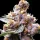 Spliff Seeds Blue Berry - 5 reguläre Samen