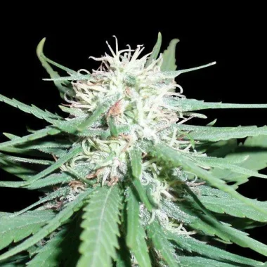 Spliff Seeds Haze #1 - 5 reguläre Samen