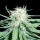 Spliff Seeds Haze #1 - 5 reguläre Samen