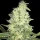 Spliff Seeds Jack F1 - 5 reguläre Samen