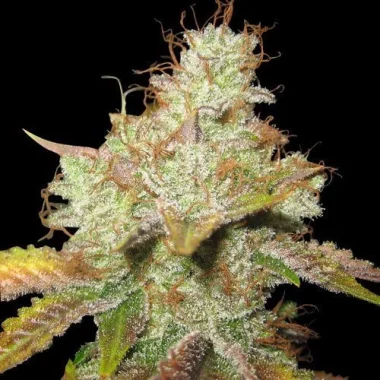 Spliff Seeds Master Kush - 5 reguläre Samen