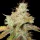 Spliff Seeds Master Kush - 5 reguläre Samen
