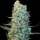 Spliff Seeds Power Plant - 5 reguläre Samen