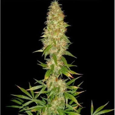 Spliff Seeds Royal Thai - 5 reguläre Samen