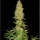 Spliff Seeds Royal Thai - 5 reguläre Samen