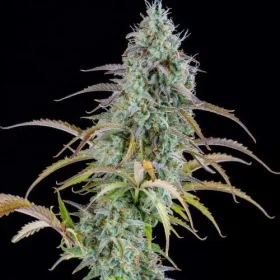 Spliff Seeds AK Automatic - 5 feminisierte Samen