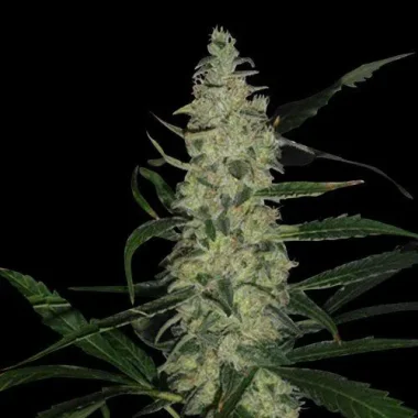Spliff Seeds Super Skunk - 5 reguläre Samen
