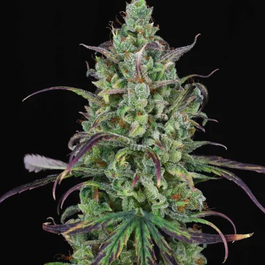 Spliff Seeds Lemon Cream Kush - 5 feminisierte Samen