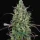 Spliff Seeds Lemon Cream Kush - 5 feminisierte Samen