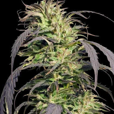Spliff Seeds Gold Rush Outdoor  - 5 feminisierte Samen