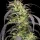 Spliff Seeds Gold Rush Outdoor  - 5 feminisierte Samen