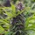 Spliff Seeds Gold Rush Outdoor  - 5 feminisierte Samen