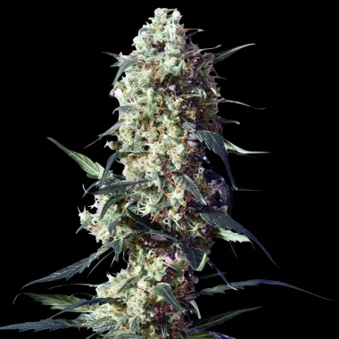 Spliff Seeds Spliffs Strawberry - 5 feminisierte Samen