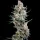Spliff Seeds Crystal White - 5 feminisierte Samen