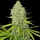 Spliff Seeds Bubblegun - 5 feminisierte Samen