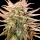 Spliff Seeds Gold Bar Kush - 5 feminisierte Samen