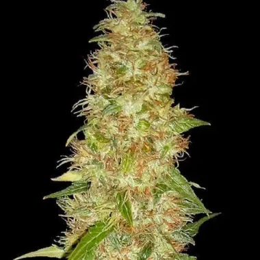 Spliff Seeds Moon Walker Kush - 5 feminisierte Samen
