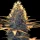 Spliff Seeds Cheese - 5 feminisierte Samen
