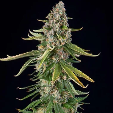 Spliff Seeds Zkittlez - 5 feminisierte Samen