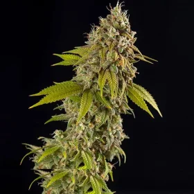 Spliff Seeds Girl Scout Cookies - 5 feminisierte Samen