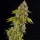 Spliff Seeds Girl Scout Cookies - 5 feminisierte Samen