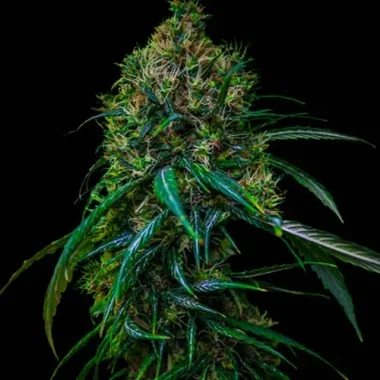 Spliff Seeds Blue Dream AUTO - 5 feminisierte Samen